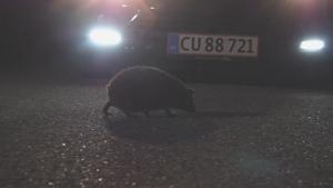 Hedgehog crossing the road.