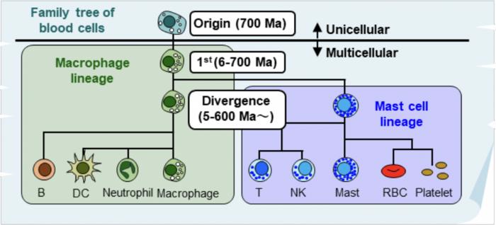 The 700-million-year history of our blood cells