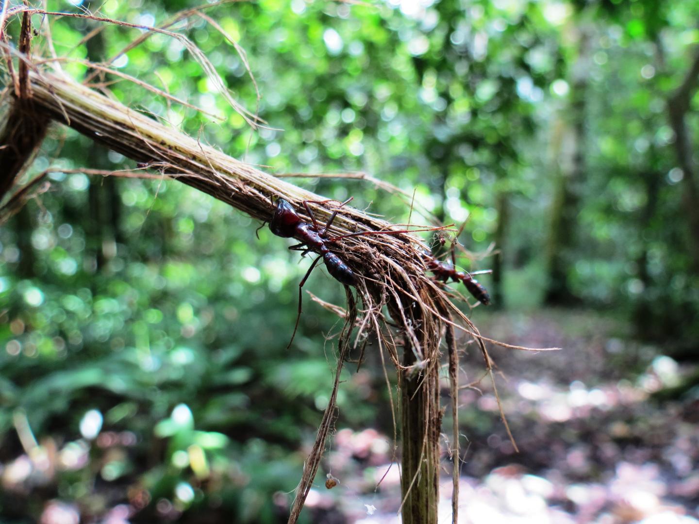 Army Ants