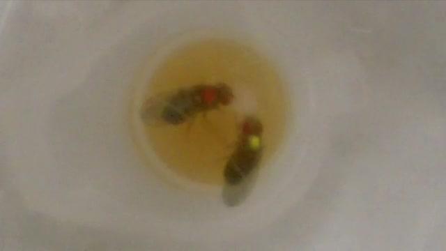 Video Footage of Females in the Contest Arena (With the Paint and Yeast Patch Highlighted)
