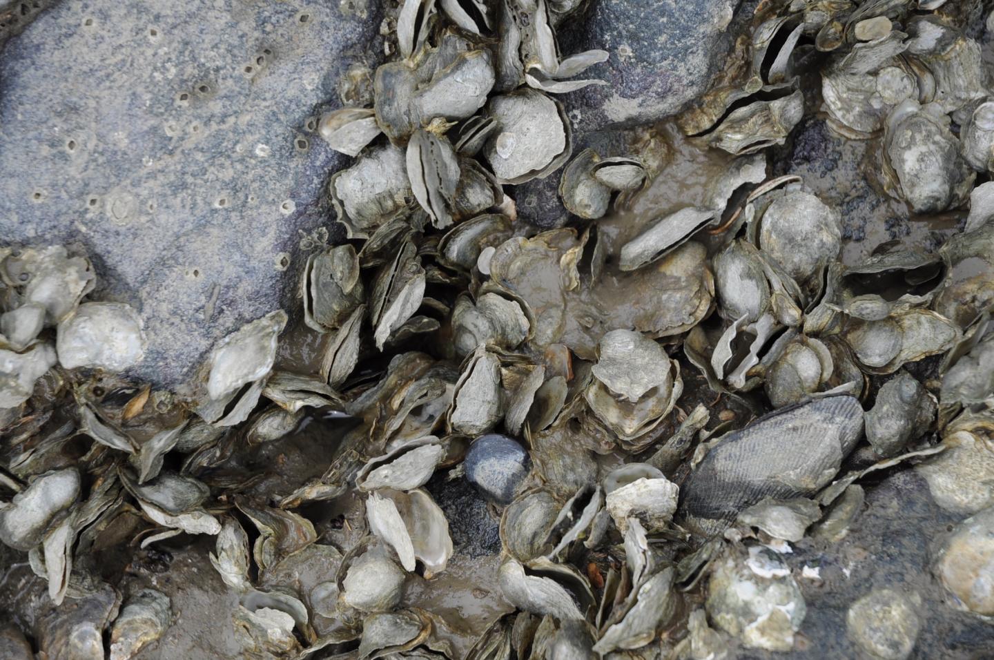 Oysters at China Camp