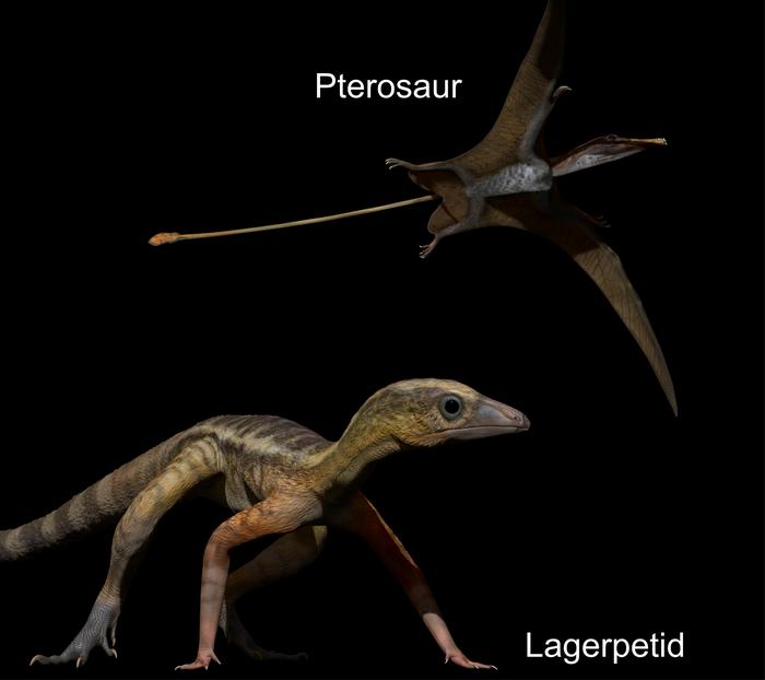 Pterosaur and lagerpetid