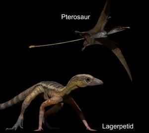 Pterosaur and lagerpetid
