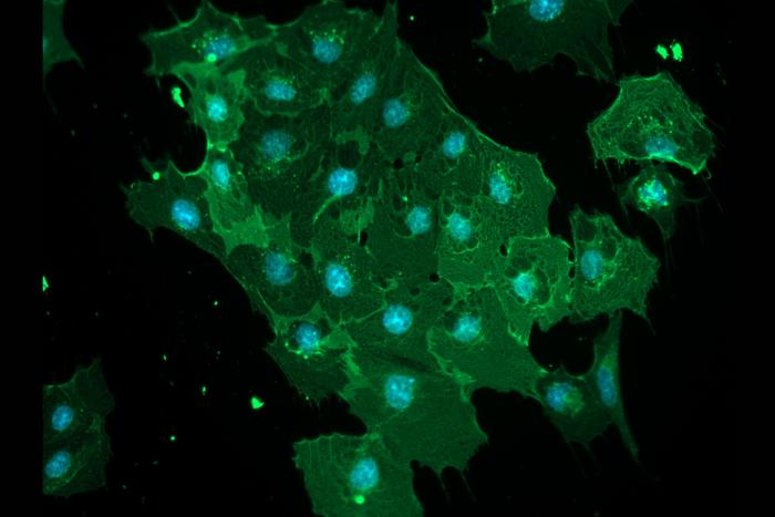 Stem cell-derived blood-brain barrier cells