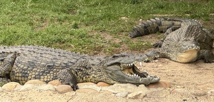Crocodiles at Le Bonheur Reptile Adventures