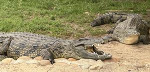 Crocodiles at Le Bonheur Reptile Adventures