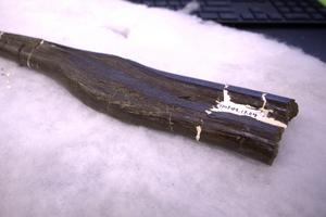 Hadrosaur rib