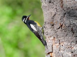 Williamson's Sapsucker