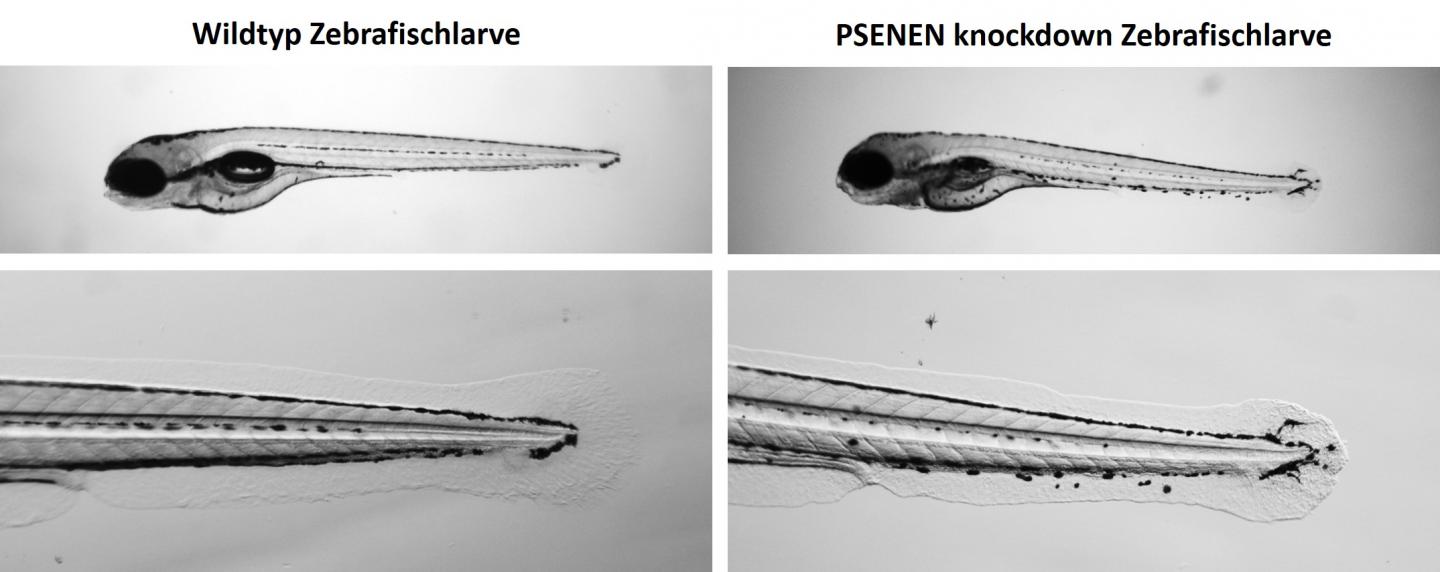 Microscopic Image of Zebrafish Larvae