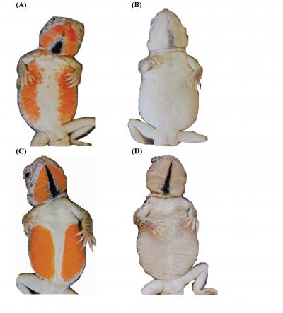 Color-Manipulated Female Lake Eyre Dragon Lizards