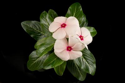 The Madagascar Periwinkle