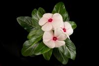 The Madagascar Periwinkle