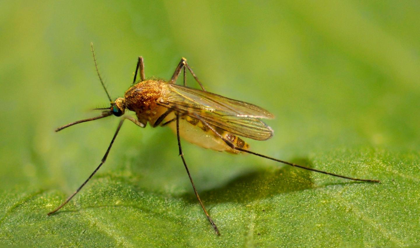 <i>Culex pipiens</i> Adult