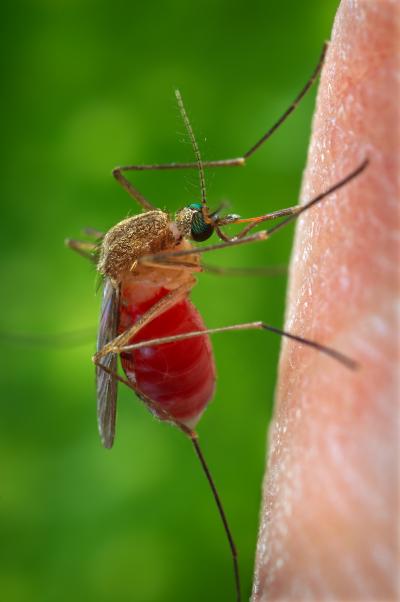 <i>Culex quinquefasciatus</i>