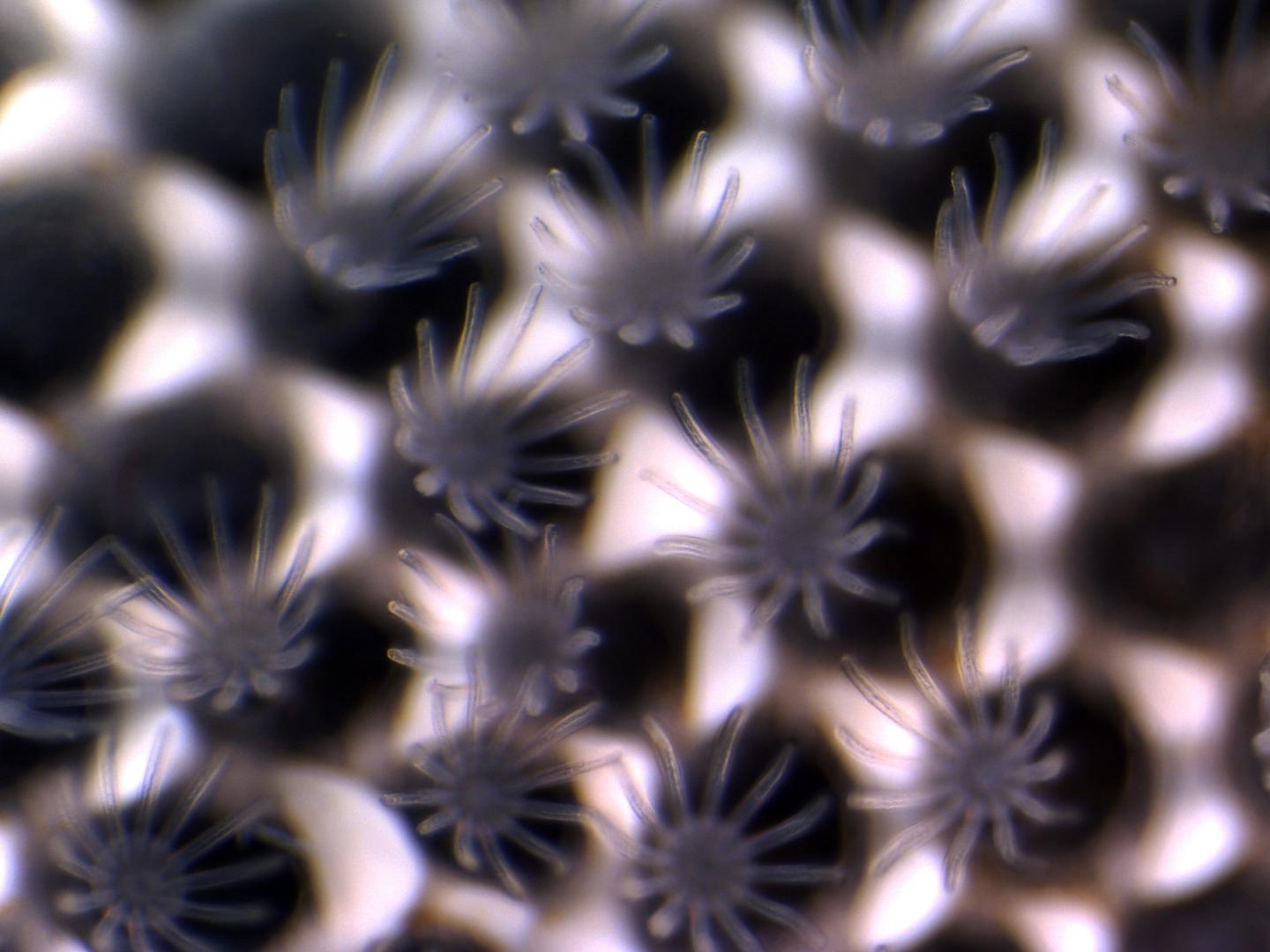 Bryozoan