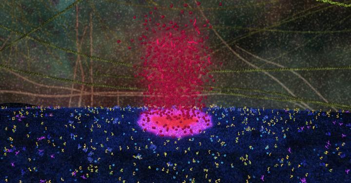 Pore Forming in Mitochondrion (2 of 2)