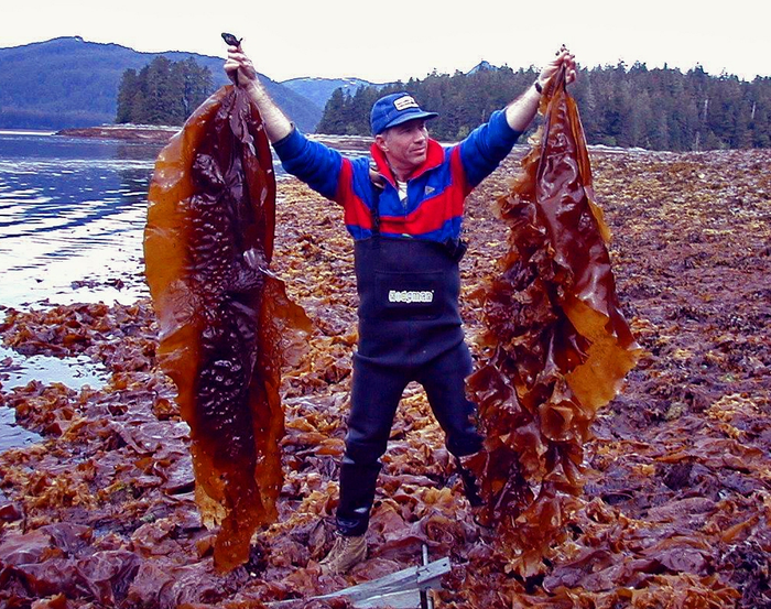 Waste to Energy: Biofuel from Kelp Harvesting and Fish