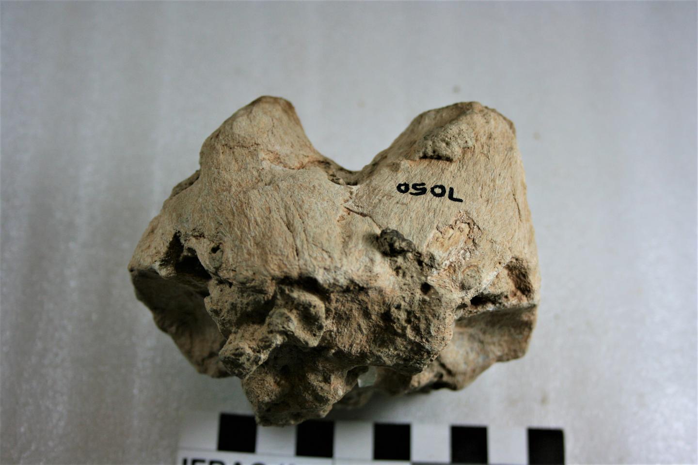 partial skull of small antelope