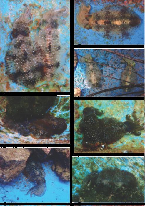 沖縄のシロイカ（アオリイカ）によるさまざまな擬態行動