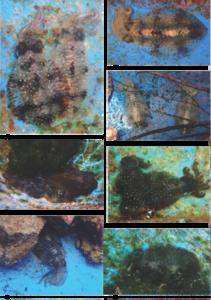 沖縄のシロイカ（アオリイカ）によるさまざまな擬態行動