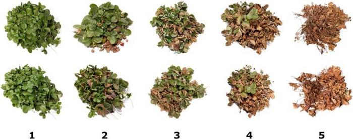 Symptoms of the crown rot disease of strawberry caused by Macrophomina phaseolina.