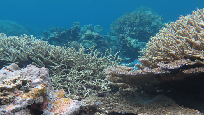 Palmyra Atoll