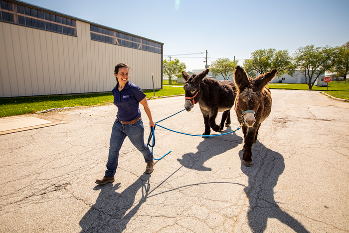 Dr. Podico with donkeys