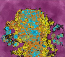 Artistic 3-D Rendering of Progenitor Cells in a Zebrafish