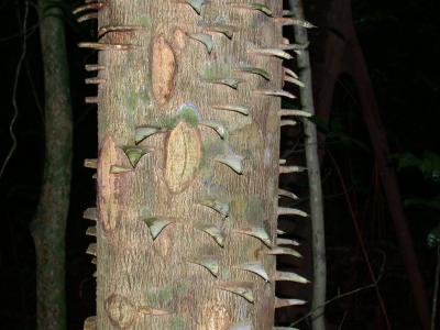 <i>Zanthoxylum ekmanii</i>