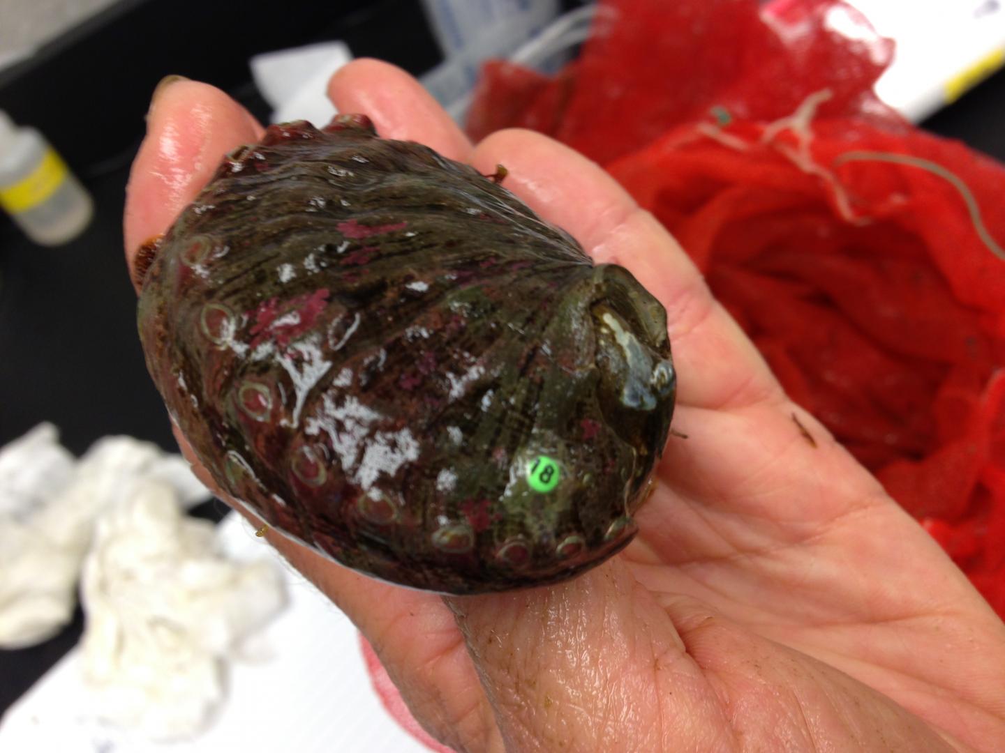 Pinto abalone