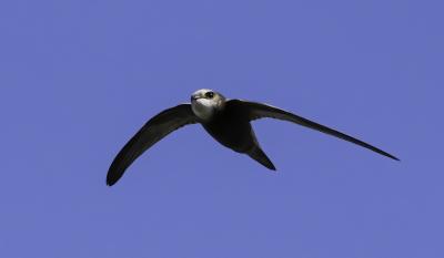 Swift in flight