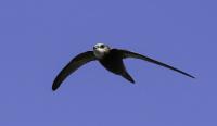 Swift in flight