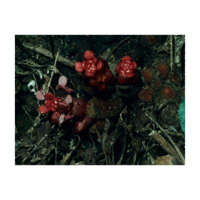 A Cluster of <Em>Balanophora reflexa</em> Inflorescences Blooming from Their Tubers