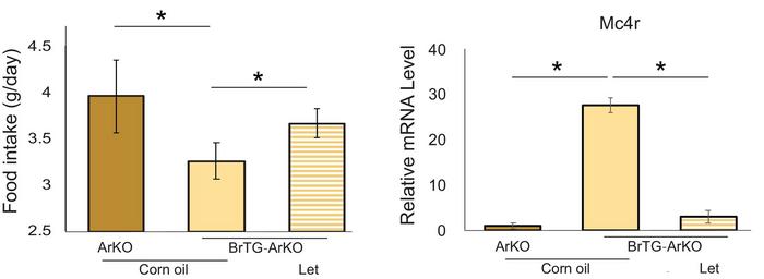 Restoration of Neuroestrogen Production Reduces Food Intake and Boosts MC4R Expression