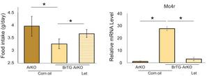 Restoration of Neuroestrogen Production Reduces Food Intake and Boosts MC4R Expression