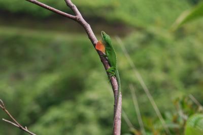 Lizard (1 of 3)