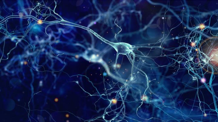 Image of Human Neurons