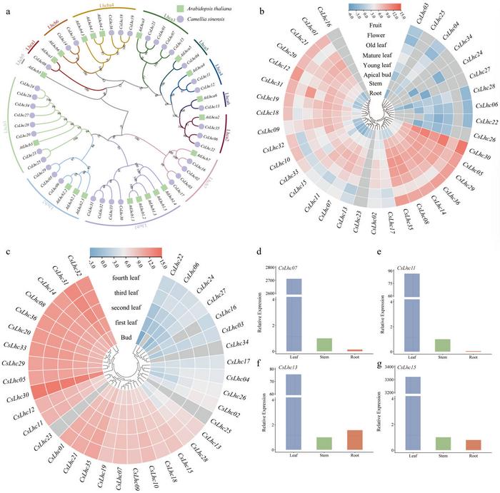 Phylogenetic analysis and expression profiles of CsLhcs in various organs and leaf stages of 'Shuchazao'.
