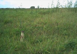 A stoat caught by a regular camera trap
