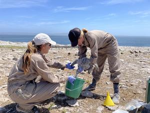 Researchers collect seabird food sample for plastic ingestion