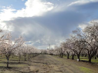 Almonds