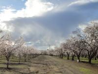 Almonds
