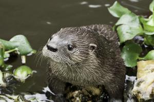 Neotropical otter (Lontra longicaudis)