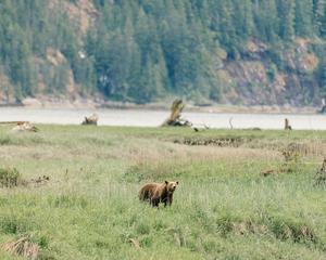 Grizzly cub after rehabilitation