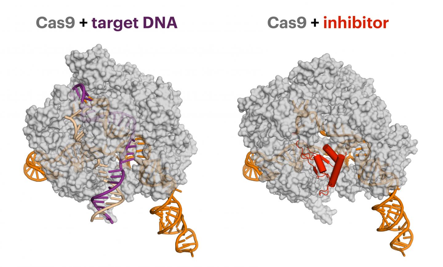 Anti-CRIPSR Protein Reduces Off-Target Cutting During Genome Editing (1 of 2)