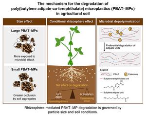 Size-dependent and conditional rhizosphere effects on PBAT microplastic degradation.