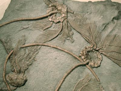 The Mystery of Mass Extinctions Is No Longer Murky