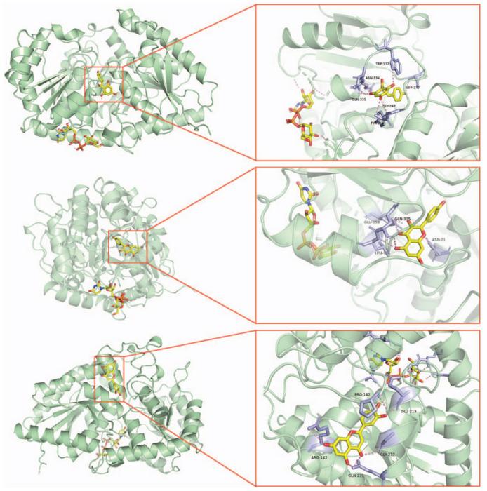 Analysis of key sites of Phloretin/Kaempferol/Luteolin and UDP-glucose binding to CtUGT52.