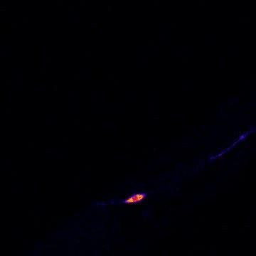 Wild-Type Neuronal Excitation