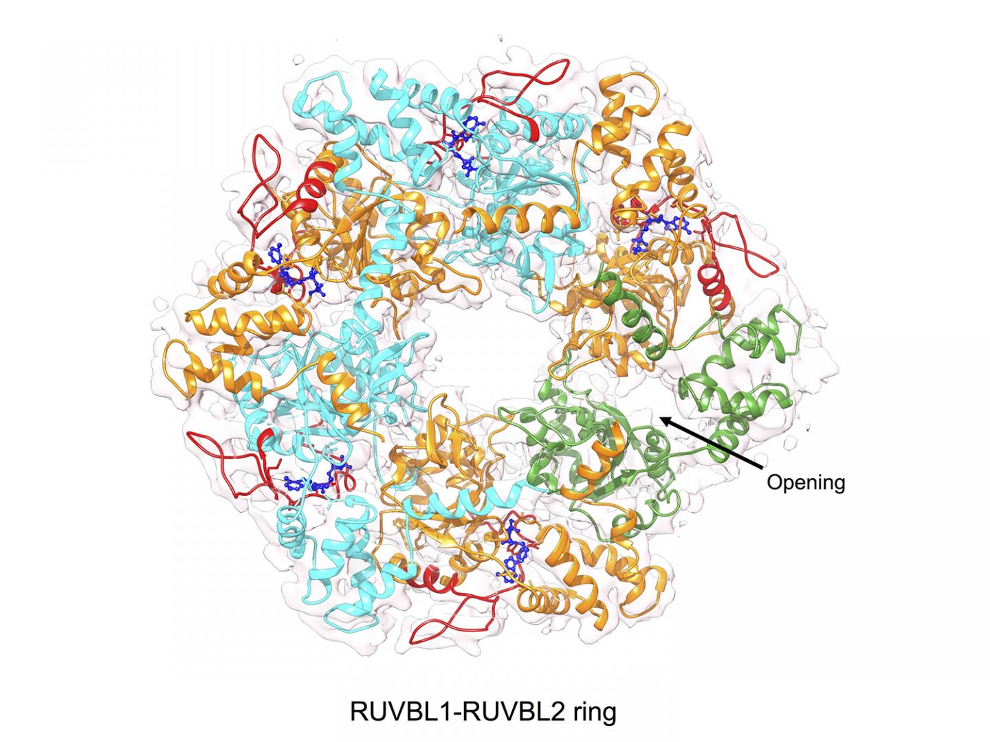 RUVBL1-RUVBL2 Ring